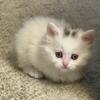 Doll faced White female Persian - ready March 17 (Emerald)