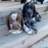 English Springer Spaniel puppies