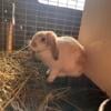 Registered holland lop Doe!