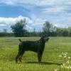 Doberman Pinscher puppies in Eau Claire, WI