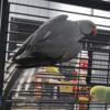 Indian Ringneck Breeders and Proven Pairs