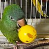 Indian Ring neck parakeet Quaker Green Cheek  Conure