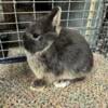 Netherland dwarf baby bunnies