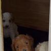 Mini Goldendoodle