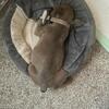 American Micro Bully