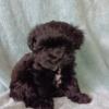 Male Miniature Schnoodle Puppy