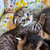  DOMINANT blue eyed Scottish Folds  Health GUARANTEE CFA TICA Registered Cattery 
