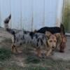 Half Australian Terrier and half Australian shepherd