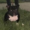 American Bully male