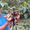 German Shepherd puppies (Liver colored)