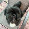 shih tzu breeding pair 2yrs old proven puppies