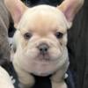 French Bulldog puppy