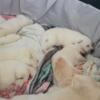 Husky Puppies Looking For Their Forever Homes