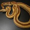 Hypo Jungle 66% het. Sterling Male