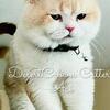 British shorthair and British longhair