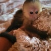 Capuchin monkey male baby