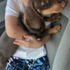 Dachshund female puppy