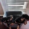 Rottweiler puppies 