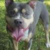 American Bully XL Stud - Proven Grand Champion Bloodline