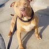 American Bully needs a home, WILL PAY!