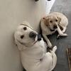 2 beautiful labs need good home