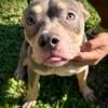 American bully