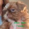 4 gorgeous male Shih tzu's- 9 and  10 weeks old