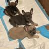 Frenchie Puppies Available