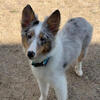 6 month old sheltie for sale Jax
