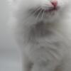 All White Long Hair Persian Kitten