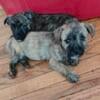 Cairn Terrier Puppies Brindle