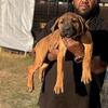 12 week old ICCF Cane Corso pups