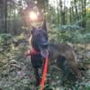 Belgian Malinois Female Puppy in Michigan 9/24