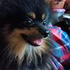 1 1/2 male pomeranian 