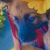 German Shepherd × Belgian Malinois Puppy Female