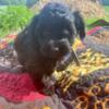 Yorkipoo easy for furever homes