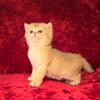 Scottish Fold, Scottish Straight kittens 