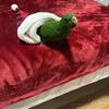 Baby eclectus for adoption !!
