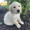 Golden Retriever puppies AKC full registered