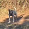 American Bulldog Bully hybrid