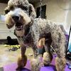 Poodle Available for stud