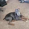 Blue Doberman Stud
