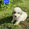 Great Pyrenees puppys