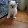 Adorable Ragdoll Kittens