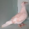 Ringneck Doves Available