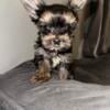 Teacup yorkie