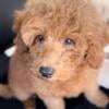 BEAUTIFUL GOLDENDOODLE MALE