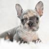 French Bulldog Female