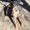 "ZEUS" BLUE TRI COLOR MERLE MALE FOR STUD GIOVANNI 917 542 1418