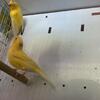 Canary pair 